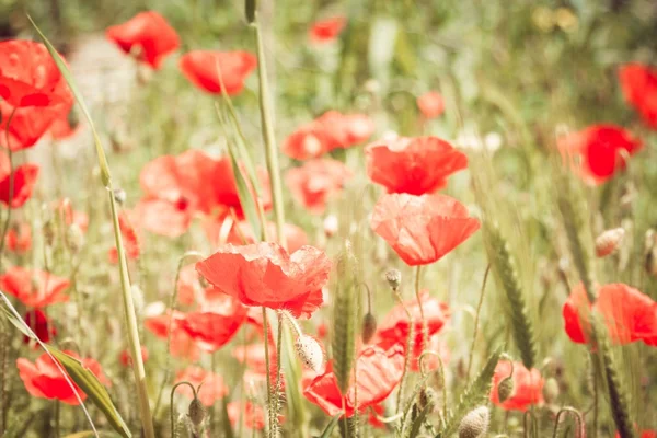 Green grass and red poppies — Stock Photo, Image