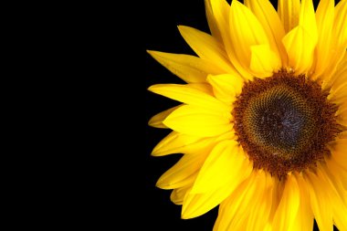 Ayçiçeği siyah arkaplanda izole edilmiş