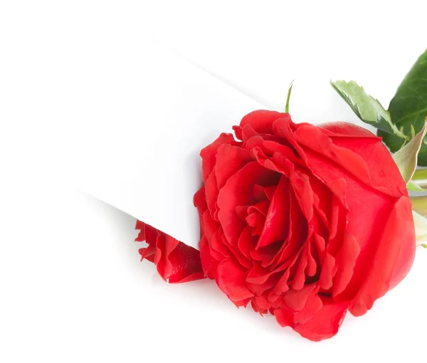 Rosa roja y tarjeta de regalo en blanco para texto sobre fondo blanco — Foto de Stock