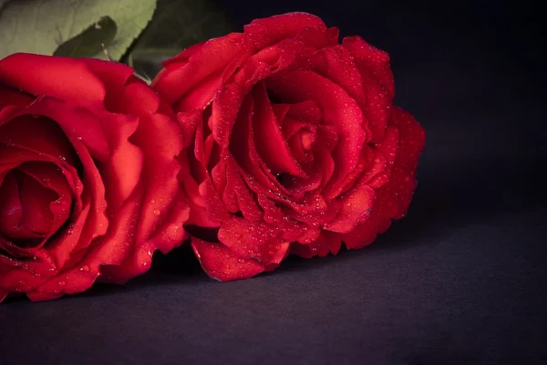 Två rosor på mörk bakgrund, alla hjärtans dag och kärlek koncept — Stockfoto