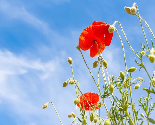 Red poppy under blue sky — Stock Photo, Image