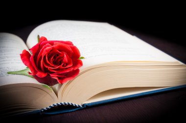 ayrıntı açık kitap üzerine kırmızı gül