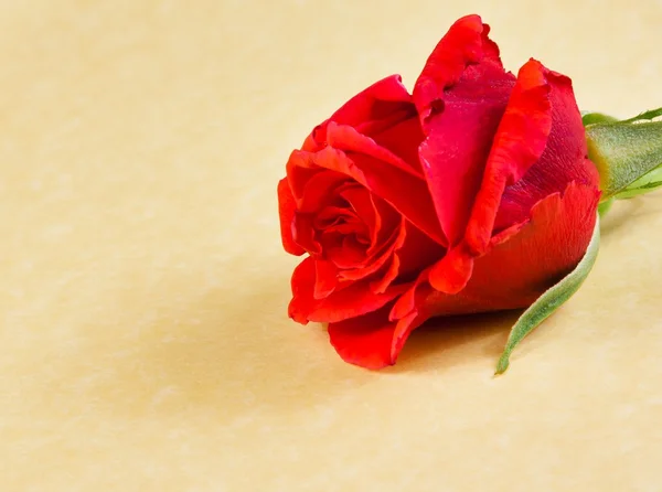 Detail of red rose on parchment paper background with space for text — Stock Photo, Image