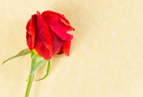 Parte superior de la vista de la rosa roja en el fondo de papel pergamino con espacio para el texto — Foto de Stock