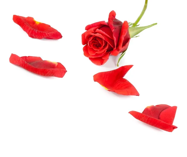 Rote Rose mit Blütenblättern, Valentinstag und Liebeskonzept — Stockfoto