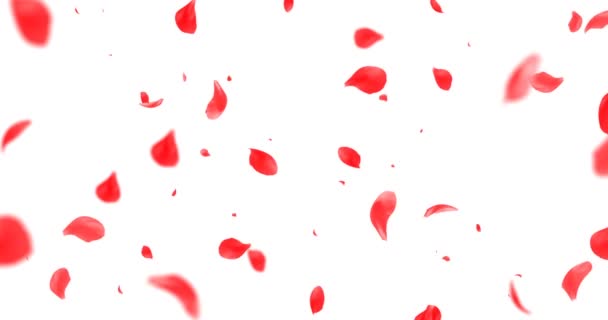 Κόκκινα ροδοπέταλα που πετούν με δίνη στο κλειδί chroma, πράσινο φόντο οθόνη, την αγάπη και valentine — Αρχείο Βίντεο