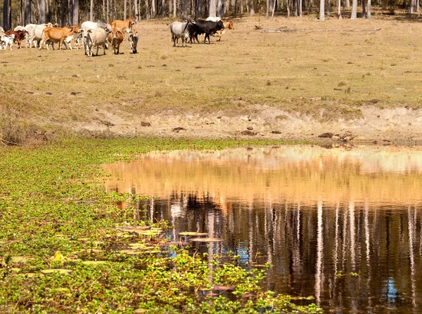 Refleksjoner og vannplanter på demning i storfe – stockfoto