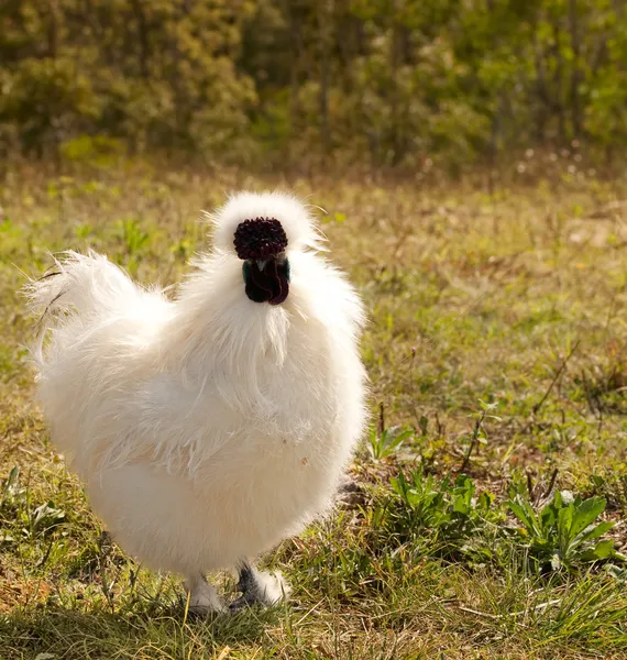 Λευκό κοτόπουλο silkie κόκκορα μικρόσωμο οργανικά lifestyle Royalty Free Εικόνες Αρχείου