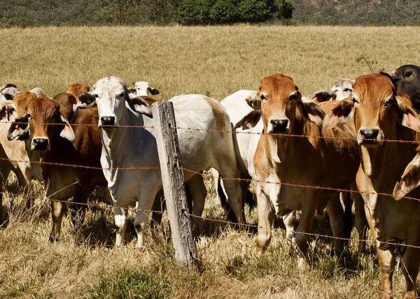 Australský brahma hovězího dobytka linie podél plotu Stock Fotografie
