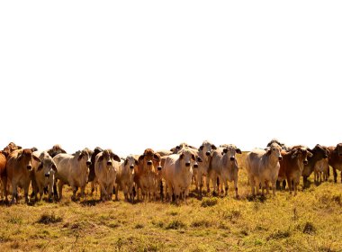 Beef Cattle Herd of brahman cows isolated background clipart