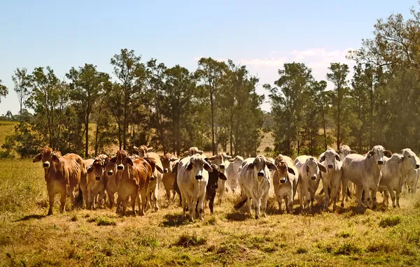澳大利亚牛牧场澳大利亚梵天牛肉牛 图库图片