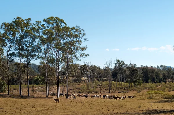 Αυστραλίας χώρα αγέλες των βοοειδών με δέντρα ούλων Εικόνα Αρχείου