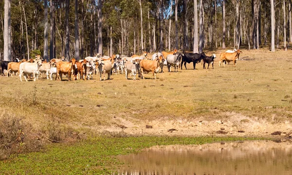 Αυστραλιανή cattle βοείου κρέατος κοντά υδατοδεξαμενής Royalty Free Φωτογραφίες Αρχείου