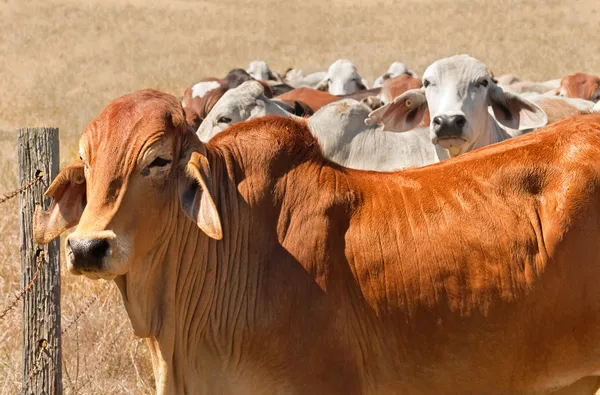 Rebaño de ternera australiano ganado brahman marrón animales vivos — Foto de Stock