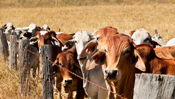 Cerca de arame farpado que restringe vacas no rancho Fotos De Bancos De Imagens Sem Royalties