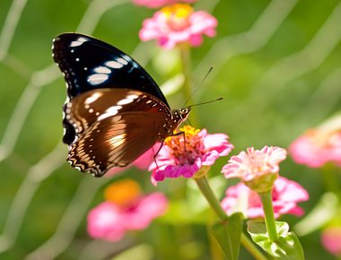 Avustralya kelebek ortak eggfly canlı türlerin