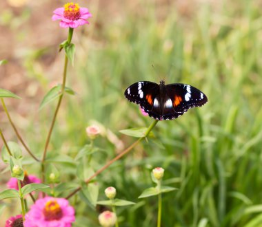 pembe çiçekler üzerinde ortak eggfly perisi Avustralya kelebek