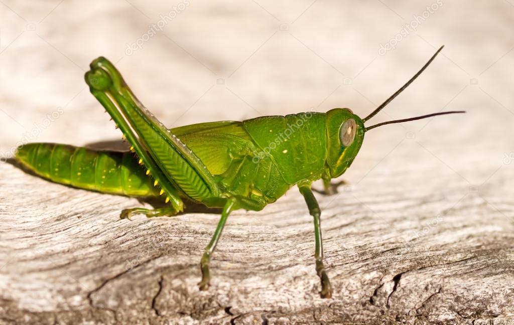 pragas de jardim orgânico Gafanhoto verde — Fotografias de ...