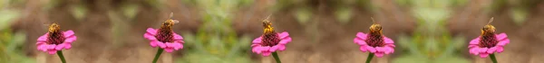 Miele api lavoratore confine sfondo — Foto Stock