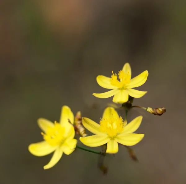 Amarelo Rush Lily Australiano wildflower Tricoryne flor simplex — Fotografia de Stock
