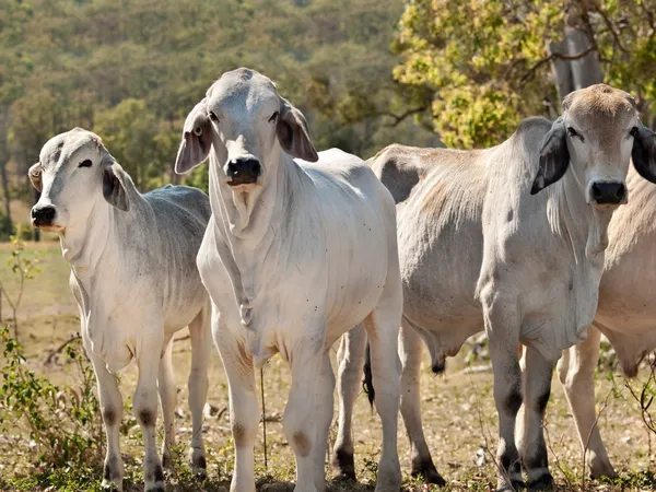 Brahman inek sürüsü ahır Avustralya sığır eti sektöründe