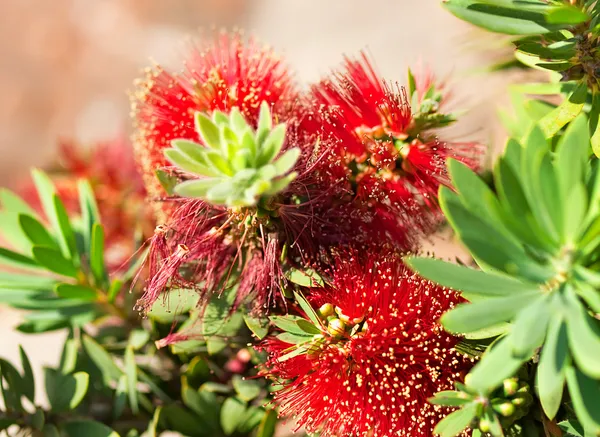 Kırmızı Avustralya çiçek callistemon küçük john Tarõmõn