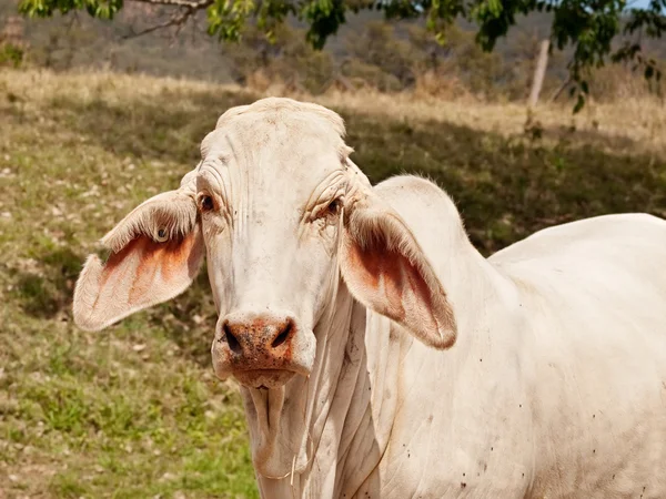 Primer plano de la joven vaca brahman blanca en el rancho — Foto de Stock