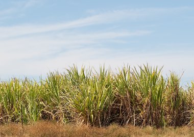 Sugar cane plantation farm with blue sky clipart