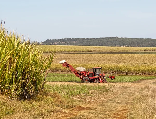 Θεριζοαλωνιστική μηχανή από ζαχαροκάλαμο αγρόκτημα κόκκινο στη φυτεία ζαχαροκάλαμου Εικόνα Αρχείου