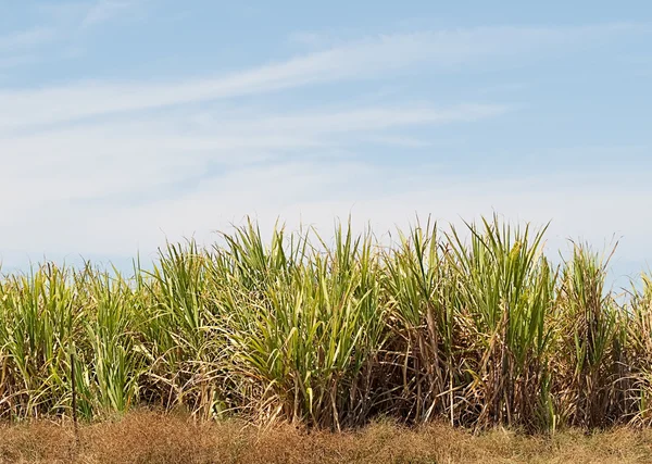 Ζάχαρη από ζαχαροκάλαμο αγρόκτημα φυτεία με μπλε ουρανό Φωτογραφία Αρχείου