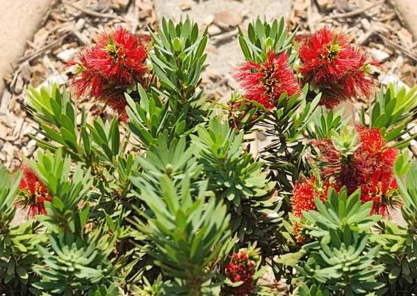Flor nativa australiana callistemon vermelho — Fotografia de Stock