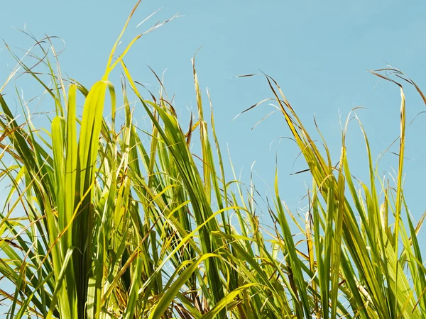 草の青い空を背景サトウキビ トップス — ストック写真
