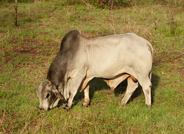 Brahman toro australiano ganado vacuno —  Fotos de Stock