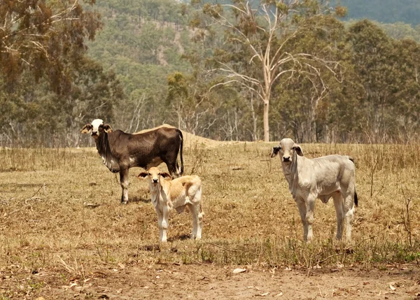 Beef Cattle cow heifer and calf — Stock Photo, Image