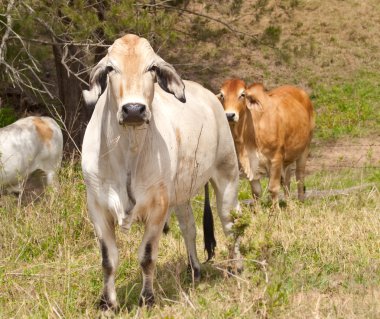 sığır inek steers bullock ve boğa