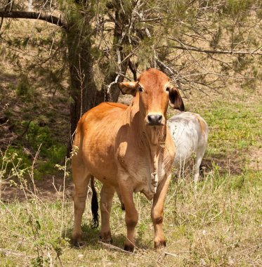 çiftlikte kahverengi brahman bullock steer
