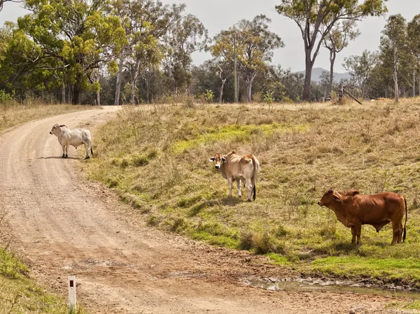 Pais rural australiano escena carretera — Foto de Stock