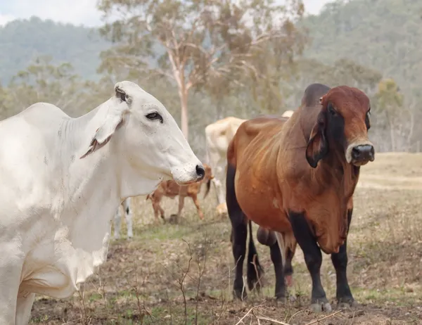 Vaca brahman blanca gris con toro brahma de zebú marrón rojo — Foto de Stock