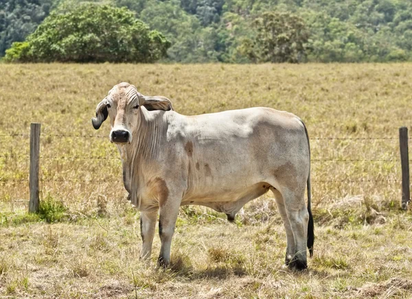 Young grey brahma cow on cattle ranch — Stock Photo, Image