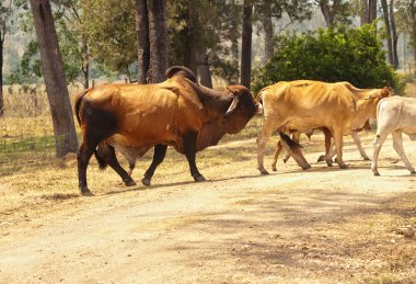 Zebu boğa çiftleşmeye hazır