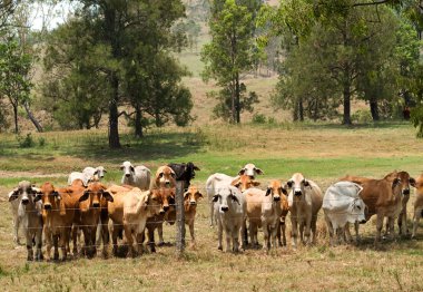 dikenli tele brahman inek sürüsü kısıtlayan