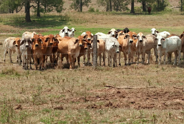 Manada de vacas Brahman en rancho con copyspace en primer plano — Foto de Stock