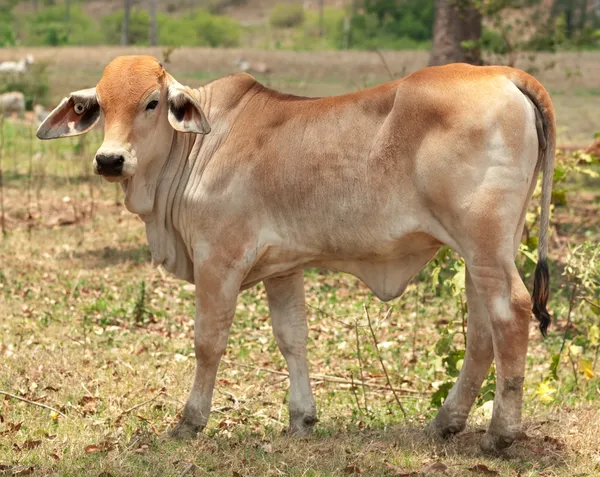 Sığır için genç brahman buzağı — Stok fotoğraf