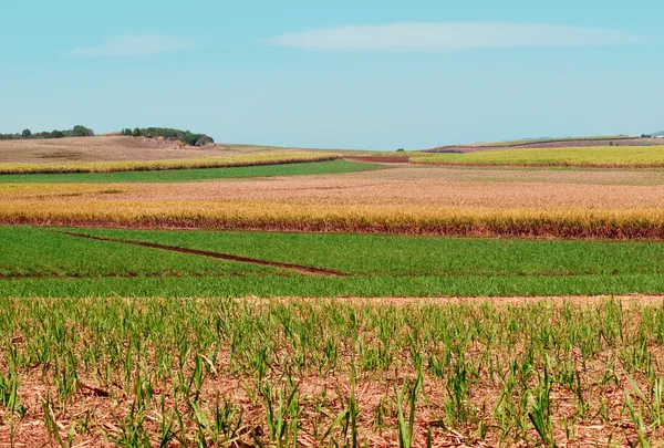 Sugarcane fields for Australian agriculture under cultivation — Stock Photo, Image