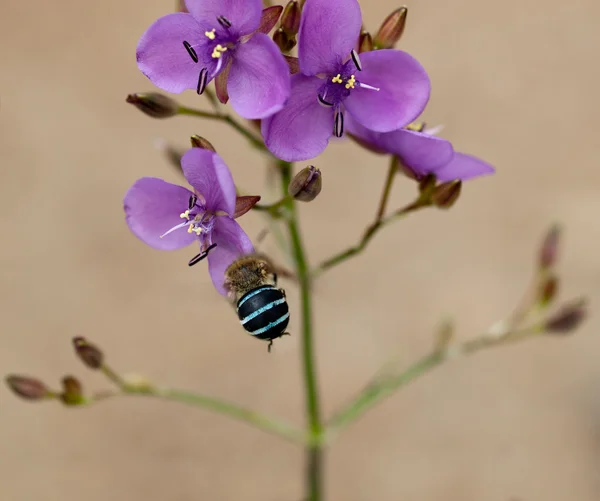 Murdannia australiana de flores silvestres y abeja solitaria nativa Amagilla — Foto de Stock