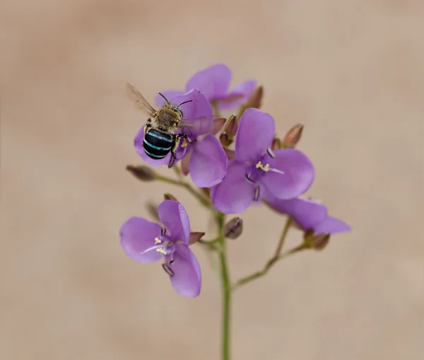 Abeja nativa de Australia en flor silvestre australiana Murdannia graminea — Foto de Stock