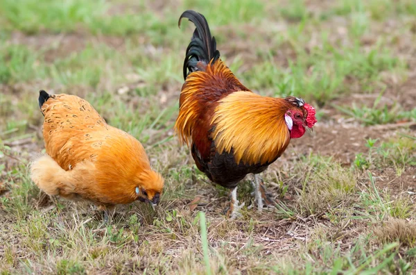 Pair of two Bantam chickens forage for food