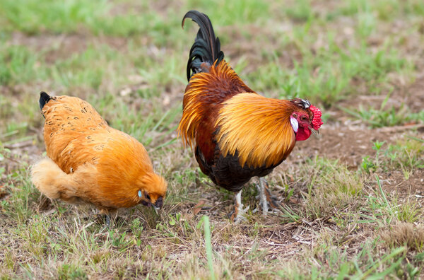 Pair of two Bantam chickens forage for food