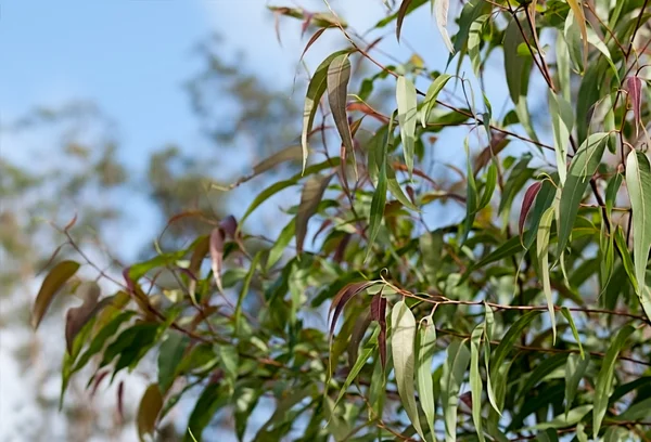 Goma australiana Corymbia citriodora folhas — Fotografia de Stock