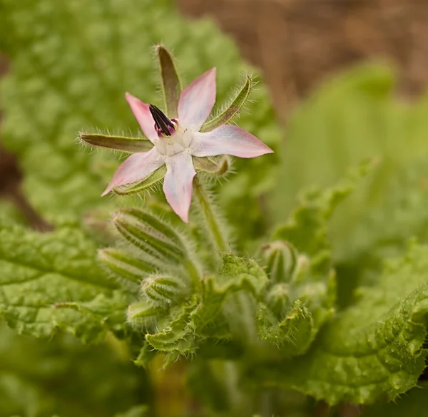 Young pink flower of borage herb turning blue — Stock Photo, Image